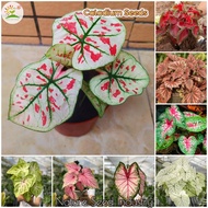 [Fast Delivery] 100pcs Rare Mix Caladium Seeds Bonsai Seeds for Planting Flowers Potted Ornamental Plants Indoor Real