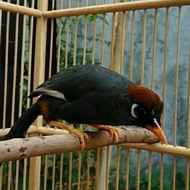 PREMIUM burung poksay mandarin gacor