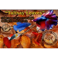 Talisay Leaves Mantalisay Leaves Indian Almond Leaves Dahon ng Talisay Dahon ng Mantalisay