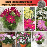 Cosmos Seeds Mix Flower Seed 100pcs/bag Bi Colour Annual Blooms Biji Benih Bunga Kosmos Cosmos Bipin