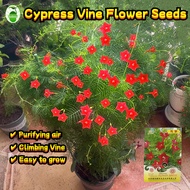 Red Cypress Vine Plant Seeds  (8pcs) Cypress Vine Seeds for Planting Climbing Flower Seeds  Red Cypr