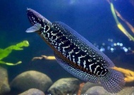 HIASAN AKURIUM IKAN CANA ASIATICA WS