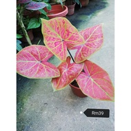 【RM17.1 ONLY 10%cashback】Caladium Red 彩叶芋 Strawberry Star Pokok Tompok Merah 芋头叶 kaladium plant real live decoration