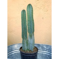 Cereus Cactus / Cereus Peruvianus/ Peruvian Apple Cactus