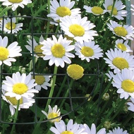 [CSS] Plant Support Stake Iron Art Round Planting Frame Holder Supports Gardening Tools Flower Stabl