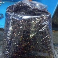 Kambu hitam 2kg makanan burung