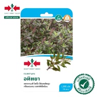 1500Biji Benih Daun Selasih Merah Aditya /Daun Temangin/Daun Pakrapau Merah/East West Seed/Cap Panah