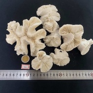 ปะการังสีขาว 1KG LU JIAO สำหรับตกแต่งตู้ปลาและสวน