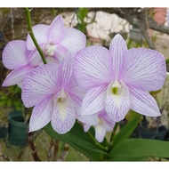 Dendrobium Orchid Candy Stripe Flower Plant - Fresh Gardening Indoor Plant Outdoor Plants for Home G