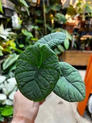 Alocasia melo 蜜瓜海芋 植物 盆栽