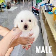 Jual anjing poodle apricot putih