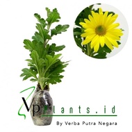 PAKET 6 BUNGA ASTER 6 WARNA tanaman hidup bunga aster warna warni tanaman hias aster bunga hidup kri