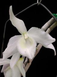 Den. superbum ( anosmum ) var. alba 檀香石斛白變種開花株特大盆 !