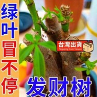 【花肥】專治發財樹黃葉植物營養液 治發財樹黃葉防落葉發財樹營養液 免稀釋