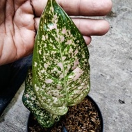 aglaonema rubi