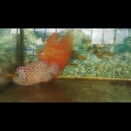 bibit ikan louhan gb kamfa