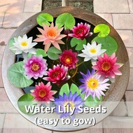 ของแท้ 100% เมล็ดพันธุ์ ดอกบัวน้ำ เมล็ดบัวจิ๋ว บรรจุ 2 เมล็ด Mini Lotus Water Lily Seeds Hydroponic Flower Plants บอนสี เมล็ดดอกไม้ พันธุ์ดอกไม้ บัวแคระญี่ปุ่น ต้นไม้มงคล บัวแคระ ต้นไม้ฟอกอากาศ บอนสีราคาถูก ต้นบอนสีสวยๆ บัวน้ำ บัวจิ๋วญี่ปุ่น อัตรางอกสูง!