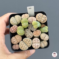 ไลทอป Lithop Mix แคคตัส กระบองเพชร cactus&amp;succulents