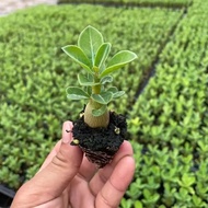 Desert Rose Small Seedling Potted Plant Four Seasons Flower Blossom Courtyard Indoor Outdoor Balcony