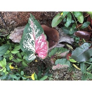 Rare Thai Hybrid Caladium Collection