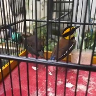 paok pancawarna sepasang
