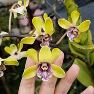 Dijual Dendrobium Violaceaflaven Anggrek Dendrobium Besi Berkualitas