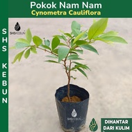 Pokok Buah Nam-Nam Katak Puru Cynometra Caulitlora Pokok Buah-Buahan SHS Kebun