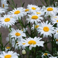 [$9.9 Free Shipping] Benih Bunga Big Leucanthenum 80pcs/Flower Seed/Dahin Chrysanthemum Seed