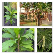 ต้นจิกเศรษฐี/ไม้มงคล/ไม้โบราณหายาก(50-80 cm)