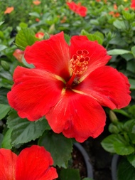 ต้นชบาแฟนชี ชบาฮาวาย สีดอกออกเป็นสีแดงส้ม ใส่กลางสีเหลือง (Hibiscus rosa sinensis.) ต้นสูง 55-65 ซม. กระถาง 10 นิ้ว สีสวยโดดเด่นมาก เป็นสายพันธ์ ชบาแฟนซี ดอกชบานอก สายพันธ์ดอกใหญ่ ดอกสวยมาก ต้นแข็งแรง รากเยอะ เป็นไม้พุ่มเลี้ยงง่าย ออกดอกทั้งปี