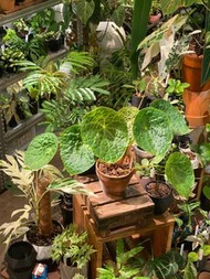 Begonia phuthoensis 富壽秋海棠