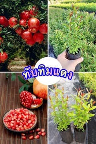 ต้นทับทิม1ถุงดำไม้มงคล
