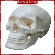 AOTO Adult Human Anatomy Head Skeleton Model Human Skull Anatomical Model