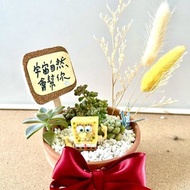 海綿寶寶 台中 多肉盆栽 生日送禮 多肉植物 仙人掌 日式枯山水