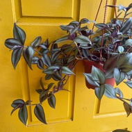 H2O - Tradescantia Zebrina 吊梅兰 Hanging Plant Live Plant