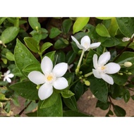 Bunga Jasmin Thai / Bunga Putih🤍