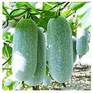 seeds Biji benih buah kundur