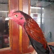Ayam Jantan Trah SHamoKhoy calon Jawara
