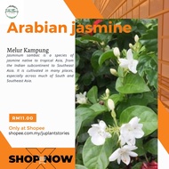 pokok bunga melur kampung / melur biasa / arab jasmine (Beli 2 percuma 1)