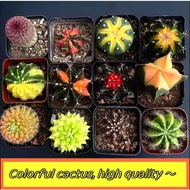 Cactus combination potted colorful brocade flowering cactus real self-rooted succulent plant novice 