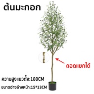 *พร้อมส่งจากไทย*ต้นโอลีฟ พร้อมกระถางดำ ไม้นำเข้ารับประกันสายพันธุ์แท้ มะกอกโอลีฟ ต้นมะกอกปลอม OLIVE 