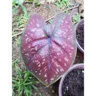 Thinker Bell Keladi / Ma Had Thai Caladium Rare / Family Dath Maul