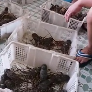 Baby lobster Hidup (live) seafood