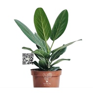 RARE Ficus Audrey Benghalensis IMPORTED  Rubber Tree Live Plants