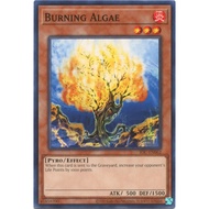 Yugioh Burning Algae (25th Anniversary) [IOC-EN062] Common