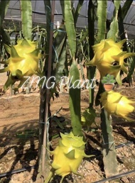 (50cm - 70cm)Israel Yellow Dragon Fruits Trees / Keratan kuning benih anak pokok buah naga