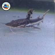 IKAN TSN CATFISH SIZE 14-15CM