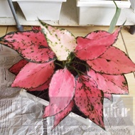 Aglaonema Kumva | Aglaonema Kumfa