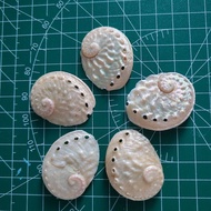 Combo of 5 mini mother-of-pearl abalone shells used to make flowers and decorations