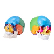 Human Skull Model Life-Size Painted Anatomy Skull Model PVC Anatomical Skull